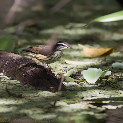 Louisiana Waterthrush