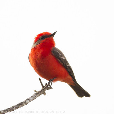 Vermilion Flycatcher