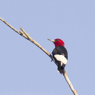 Red-headed Woodpecker