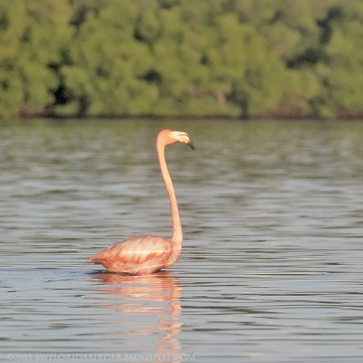 American Flamingo