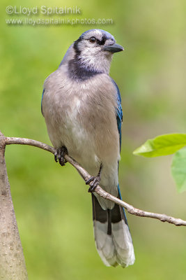 Blue Jay