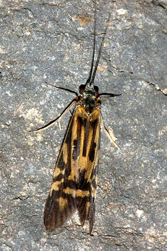 Zebra Caddisfly - Macrostemum zebratum