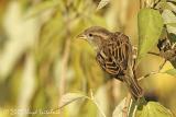 House Sparrow (female)